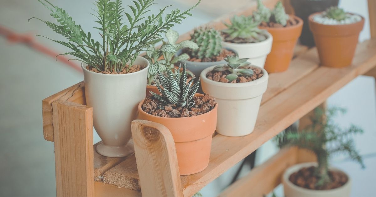 Plantas para serem usadas com sabedoria, de acordo com o Feng Shui | Mais Feng  Shui